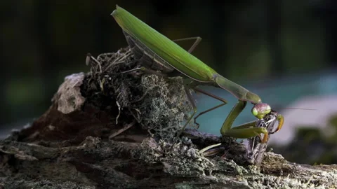 Mantis eats Grasshopper in wild Video stock 171435429