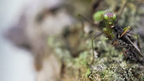 Mantis Eats Grasshoppers face Video stock 171436160