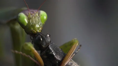 Mantis Eats Grasshoppers Face Video stock 171436810