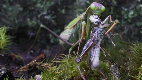 Mantis eats Grasshoppers face Video stock 171450277