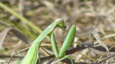 Mantis eats his prey and looks at the camera Video stock 121024543