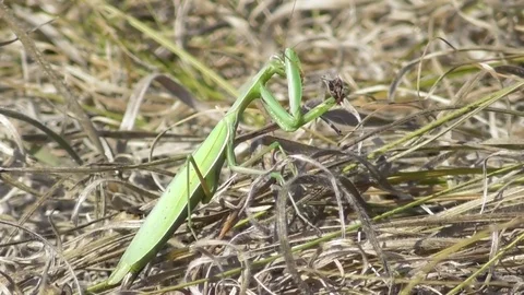 The mantis eats its prey Video stock 121024721