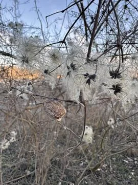 Mantis Egg Case Among Fluffy Clematis Seedheads Stock Photos