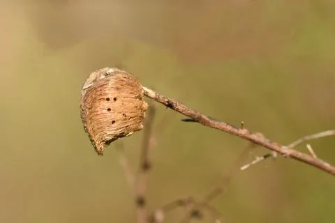 Mantis Egg Case on Twig Foto stock