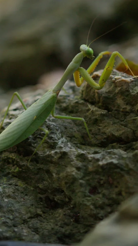 Mantis explores rocky habitat while highlighting the importance of environmental Stock Footage 293330056