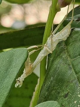 Mantis exuvia or molted exoskeleton on green leaf macro shot Stock Photos