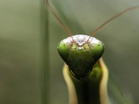 Mantis face close-up, green, detailed, and intense 写真素材