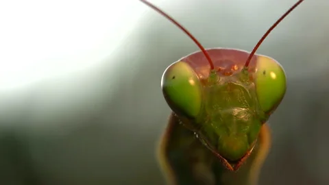 Mantis face Video stock 171451962