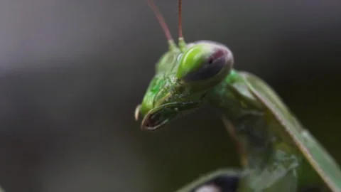 Mantis Face Video stock 171474012