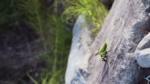 Mantis falls off cliff Video stock 171456459