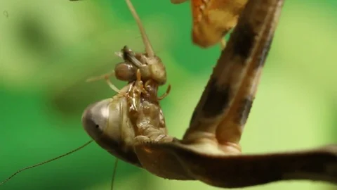 Mantis feasting on a cricket 스톡 동영상 79588194