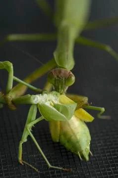 Mantis feeding on Mantis Stock Photos