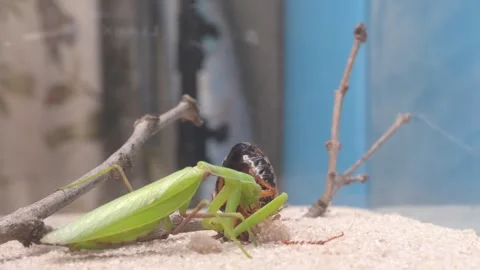 Mantis Feeding Sequence Observed Within Their Natural Habitat in the Wild Stock-Footage 318413632