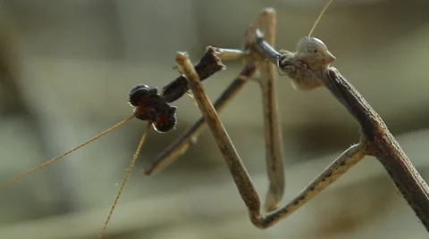 Mantis female eats male after mating 1 Stock Footage 41973495