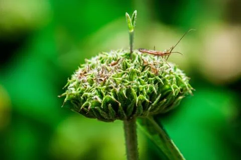A mantis on the flower Stock Photos