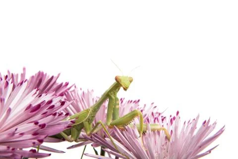 Mantis on a flower Stock Photos