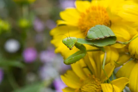 Mantis on a flower Stock Photos