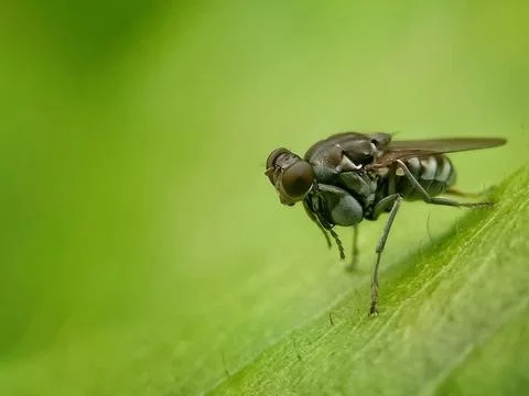 Mantis fly Stock Photos