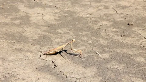 Mantis Stock Footage 8578285