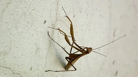 Mantis Vidéo 10893128
