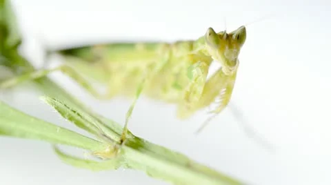 Mantis Stock Footage 12015608