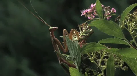 Mantis 動画素材 12234597
