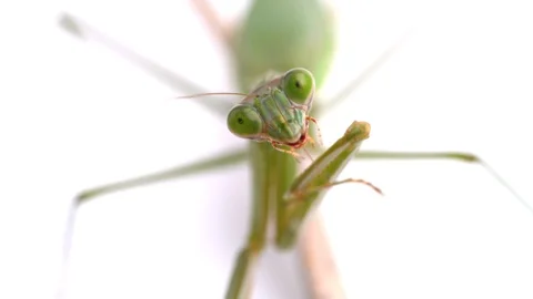 Mantis. Stock Footage 107578286