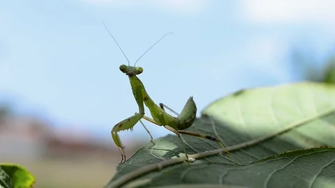 Mantis Stock Footage 126028435