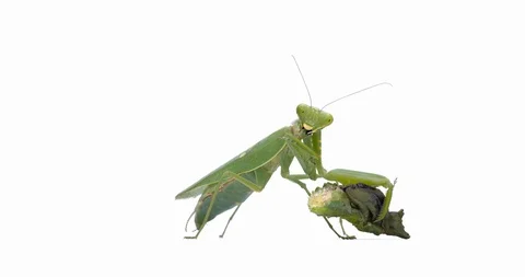 Mantis Stock Footage 126616575