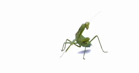 Mantis Stock Footage 126976344