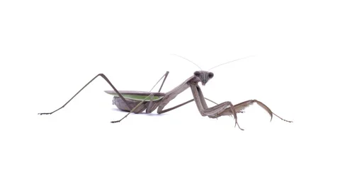 Mantis. Stock Footage 130927995