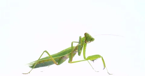 Mantis Stock Footage 136156868