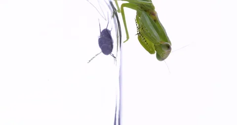 Mantis Stock Footage 140888854