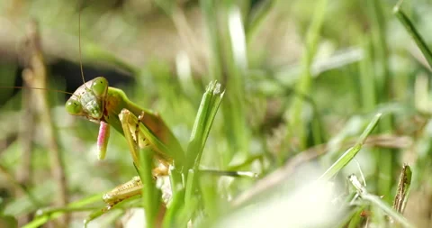 Mantis. Stock Footage 141896040