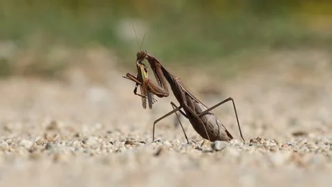 Mantis Stock Footage 221360092