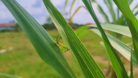 Mantis Video stock 245440984