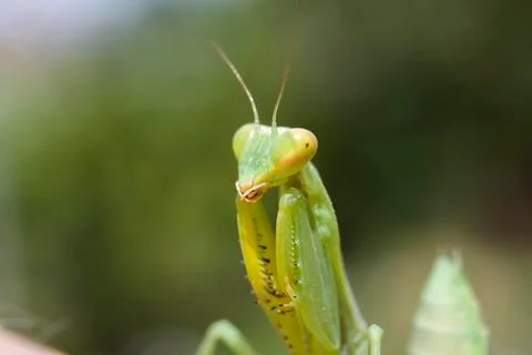 Mantis froze Stock Photos