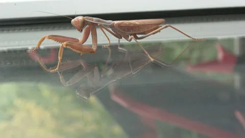 Mantis is going on the window Stock Footage 114312240