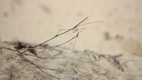 Mantis on the grass in the desert Stock Footage 69966230