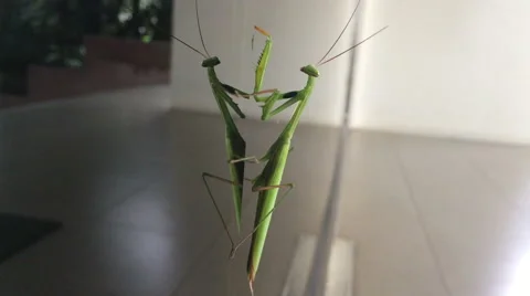 Mantis grass hopper on mirror glass, 4K Macro close up. Stock Footage 58002895