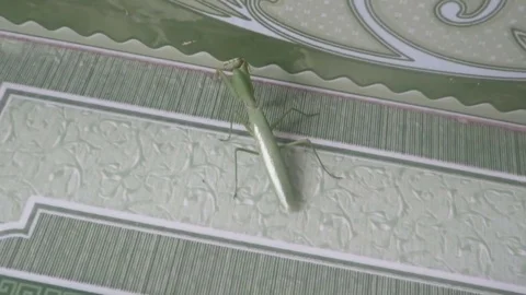 Mantis on a green background Stock Footage 70688493