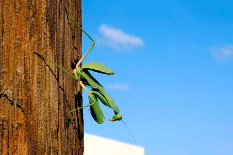 Mantis green big sitting on a tree Stock Photos