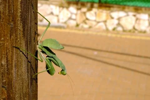 Mantis green big sitting on a tree Stock Photos