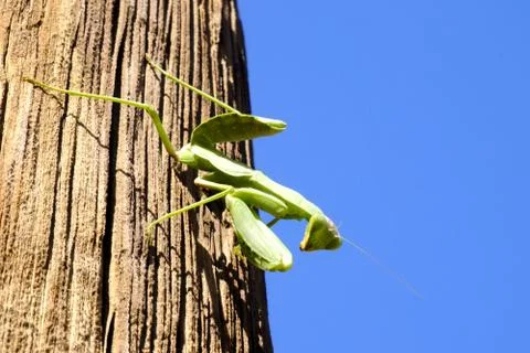 Mantis green big sitting on a tree Stock Photos