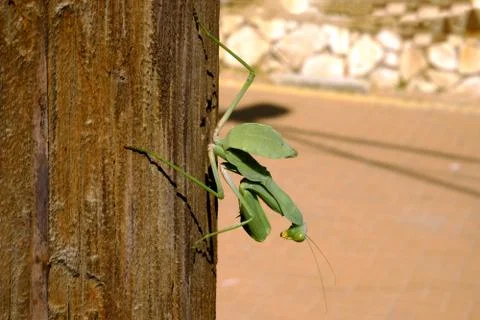 Mantis green big sitting on a tree Stock Photos