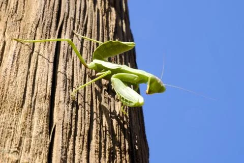 Mantis green big sitting on a tree Stock Photos