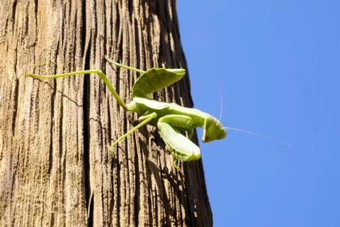 Mantis green big sitting on a tree Stock Photos