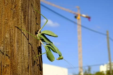 Mantis green big sitting on a tree Stock-Fotos