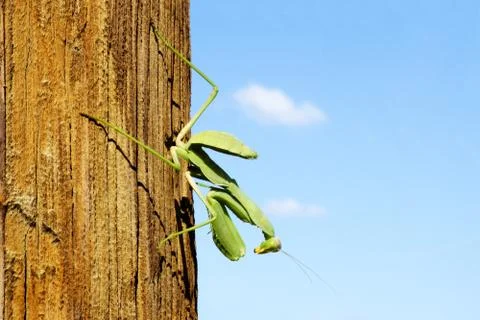 Mantis green big sitting on a tree Stock Photos