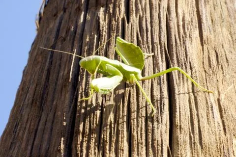 Mantis green big sitting on a tree Stock Photos